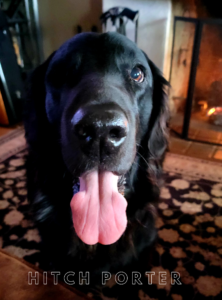 Flat Coated Retriever Hitch
